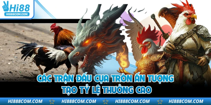 Các trận đấu cựa tròn ấn tượng, tạo tỷ lệ thưởng cao