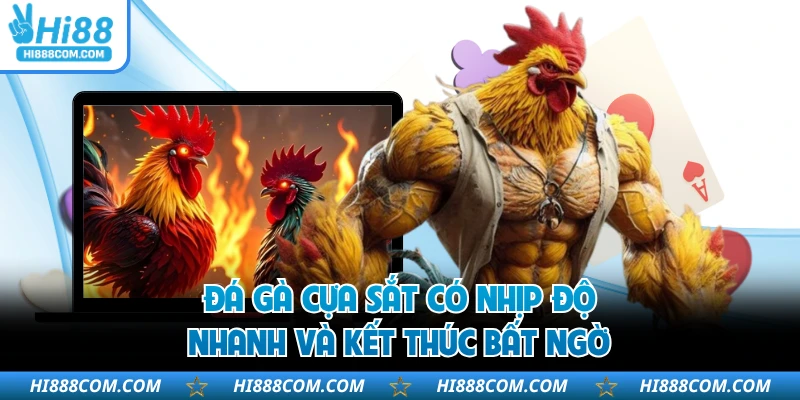 Đá gà cựa sắt có nhịp độ nhanh và kết thúc bất ngờ