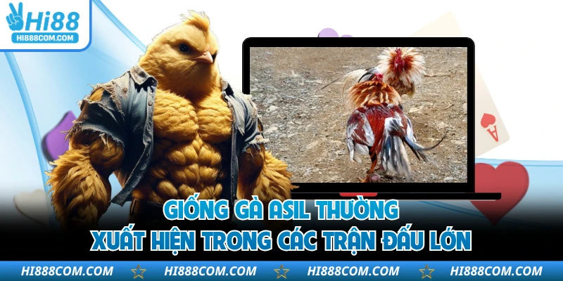 Giống gà Asil thường xuất hiện trong các trận đấu lớn