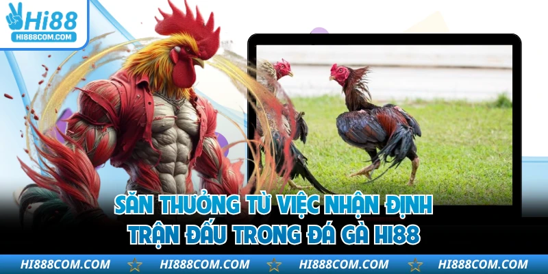 Săn thưởng từ việc nhận định trận đấu trong đá gà HI88